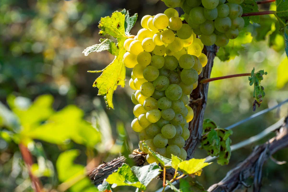Lo Chardonnay, uno dei tre vitigni principali dai quali si produce lo Champagne