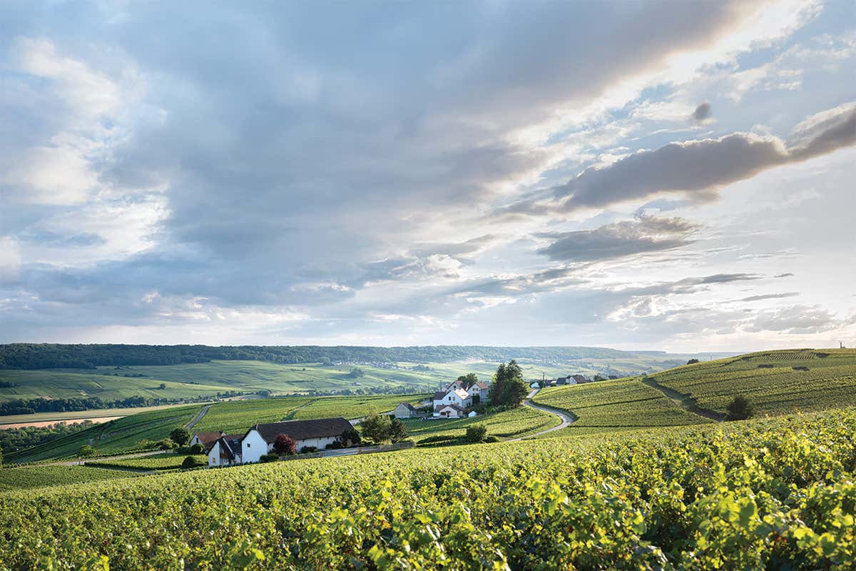 Il territorio della Champagne, tra clima fresco e suoli gessosi, è alla base dell’identità unica di questi vini e della straordinaria varietà di stili presenti sul mercato