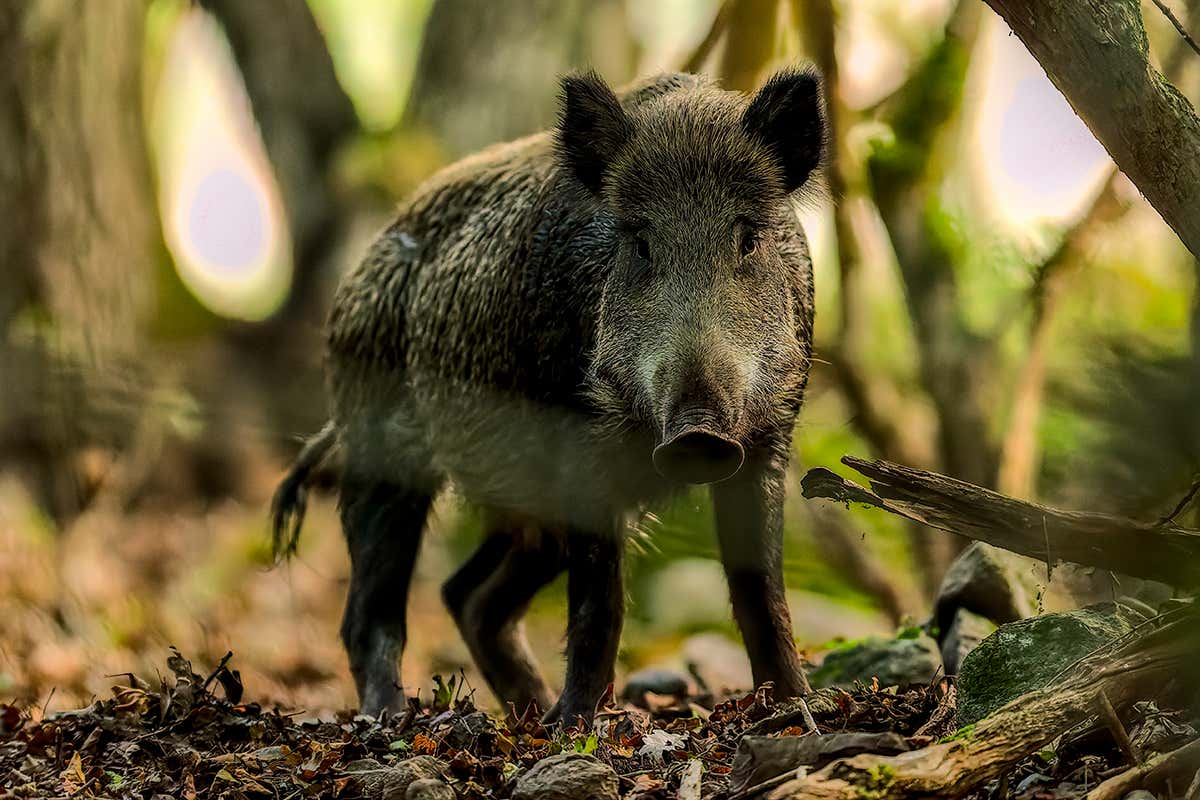 Il paradosso della selvaggina in Italia: troppi animali, ma una filiera ancora bloccata
