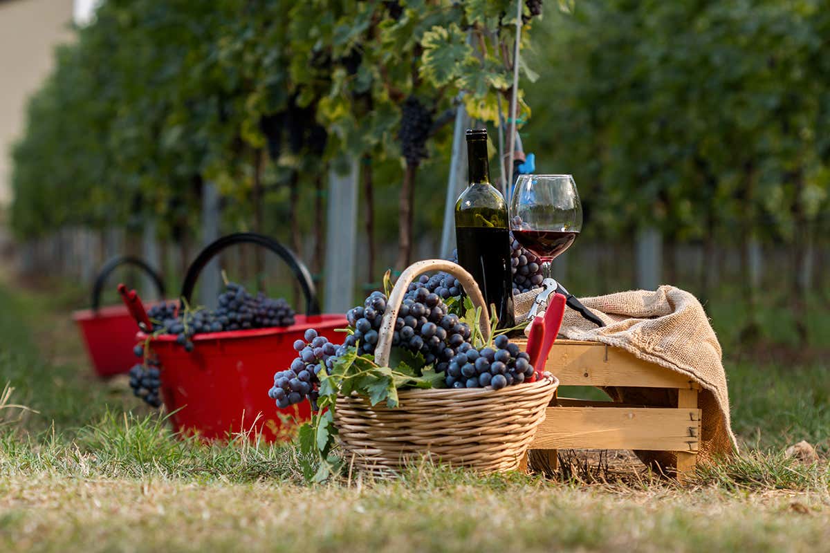 £$L’Italia del vino$£: tre grandi rossi veronesi a base di Corvina