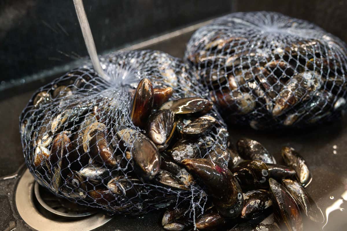 Frutti di mare, il focolaio di epatite A si sposta dalla Campania al Lazio: oltre 100 casi Frutti di mare, il focolaio di epatite A si sposta dalla Campania al Lazio: oltre 100 casi