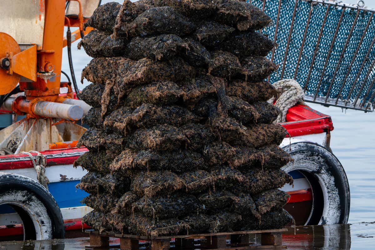 Frutti di mare, il focolaio di epatite A si sposta dalla Campania al Lazio: oltre 100 casi Frutti di mare, il focolaio di epatite A si sposta dalla Campania al Lazio: oltre 100 casi