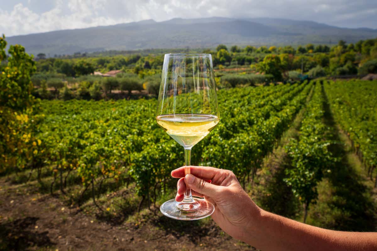 Via libera dell’Ue al “Pacchetto vino”: misure, regole e novità