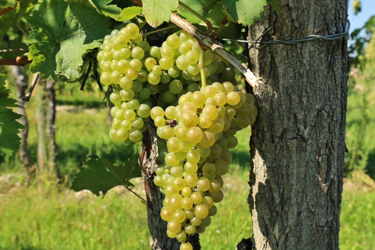 £$L'Italia del vino$£: tre Friulano del Collio che raccontano il territorio