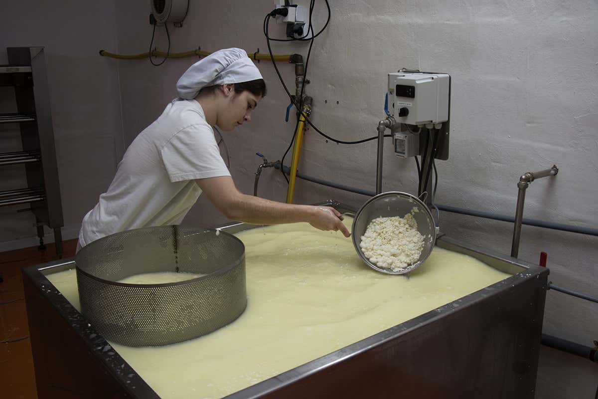 Dal latte al prodotto finito: la trasformazione in caseificio rappresenta uno dei passaggi chiave della filiera lattiero-casearia cooperativa
