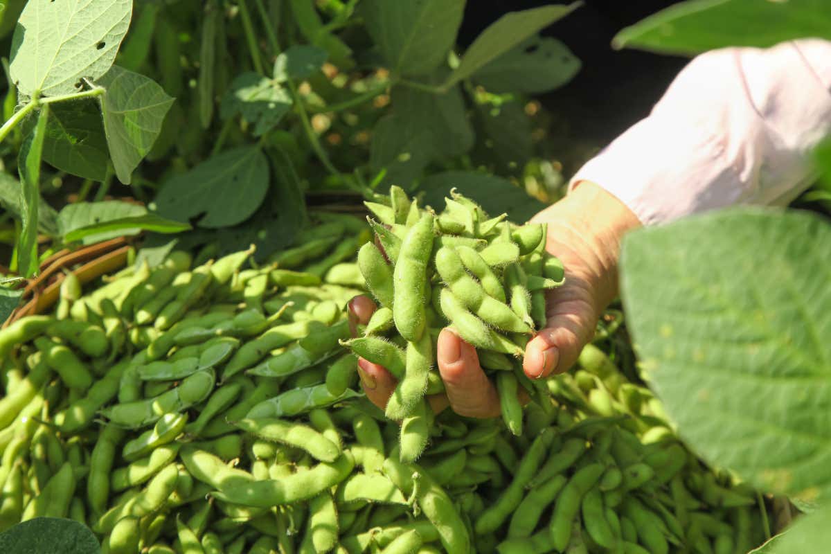 Grazie alla capacità di fissare l’azoto atmosferico, i legumi sono considerate piante miglioratrici, fondamentali nella rotazione agraria con i cereali