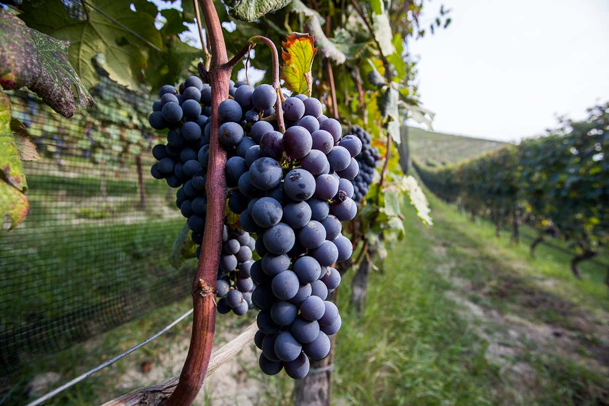 Prezzi delle uve in calo, cantine piene: vino piemontese sempre più fragile