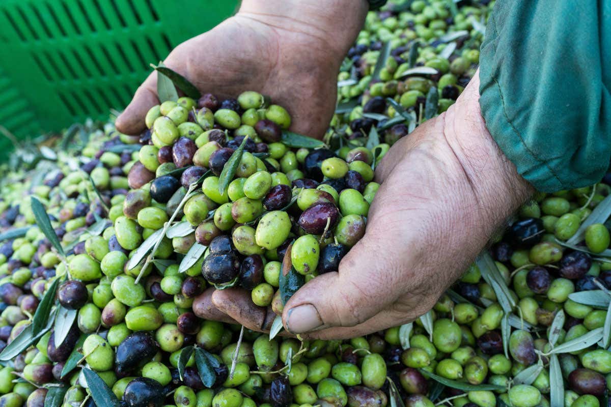 La Puglia è la regina dell’olio Evo con oltre il 50% della produzione nazionale