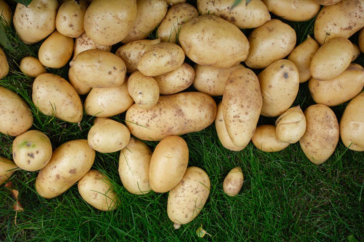 Tutto sulle patate: nutrienti, benefici e quando consumarle