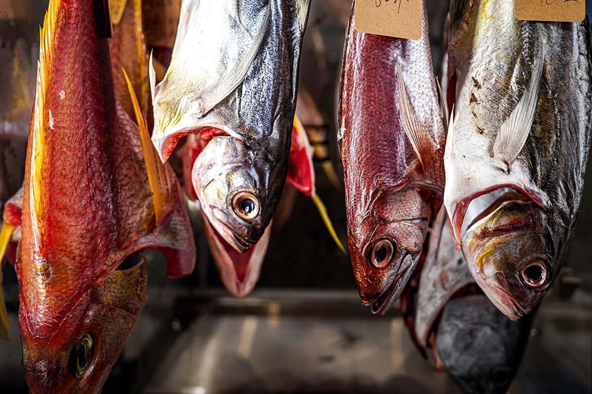 A Galati Marina la cucina del futuro: salumi di mare e frollatura del pesce