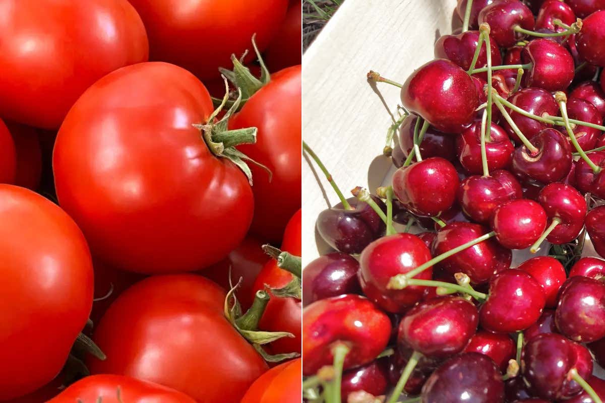 Più prodotto nei campi, prezzi in discesa: l'estate favorisce frutta e ortaggi Dai pomodori alle ciliegie il caldo favorisce raccolti e prezzi più bassi Più prodotto nei campi, prezzi in discesa: l'estate favorisce frutta e ortaggi Dai pomodori alle ciliegie il caldo favorisce raccolti e prezzi più bassi