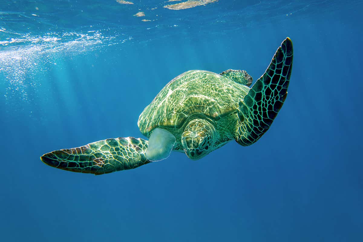 Custodi del mare: le Egadi proteggono specie delicate come la tartaruga Caretta caretta