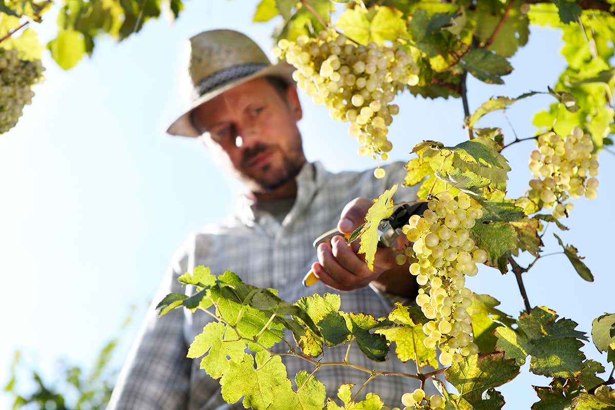 Piccoli produttori artigianali custodiscono uno stile autentico e un legame profondo con il territorio, arricchendo l’esperienza del cliente