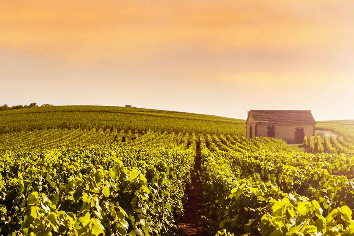 Dalla Champagne alla Borgogna, sempre più giovani scelgono la vendemmia in Francia