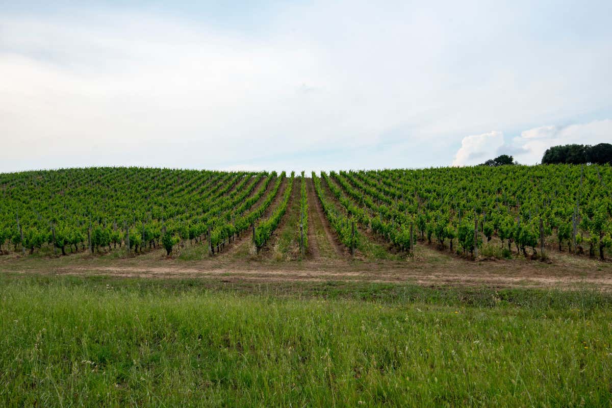 Città wine-friendly 2025: Alba capitale del vino italiano, ma il re del web è il Prosecco
