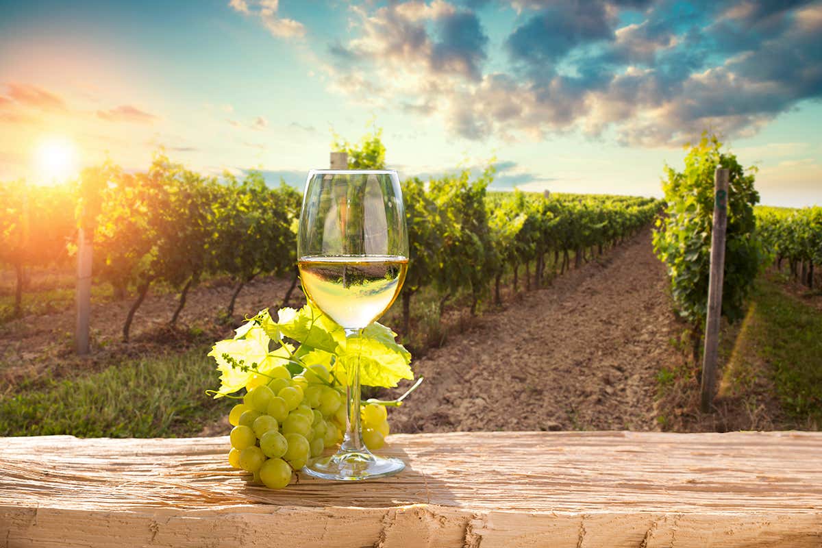 I grandi vitigni autoctoni umbri a bacca bianca, come il Grechetto e il Trebbiano Spoletino, che nascono dalle splendide colline pettinate dai filari intorno a Perugia