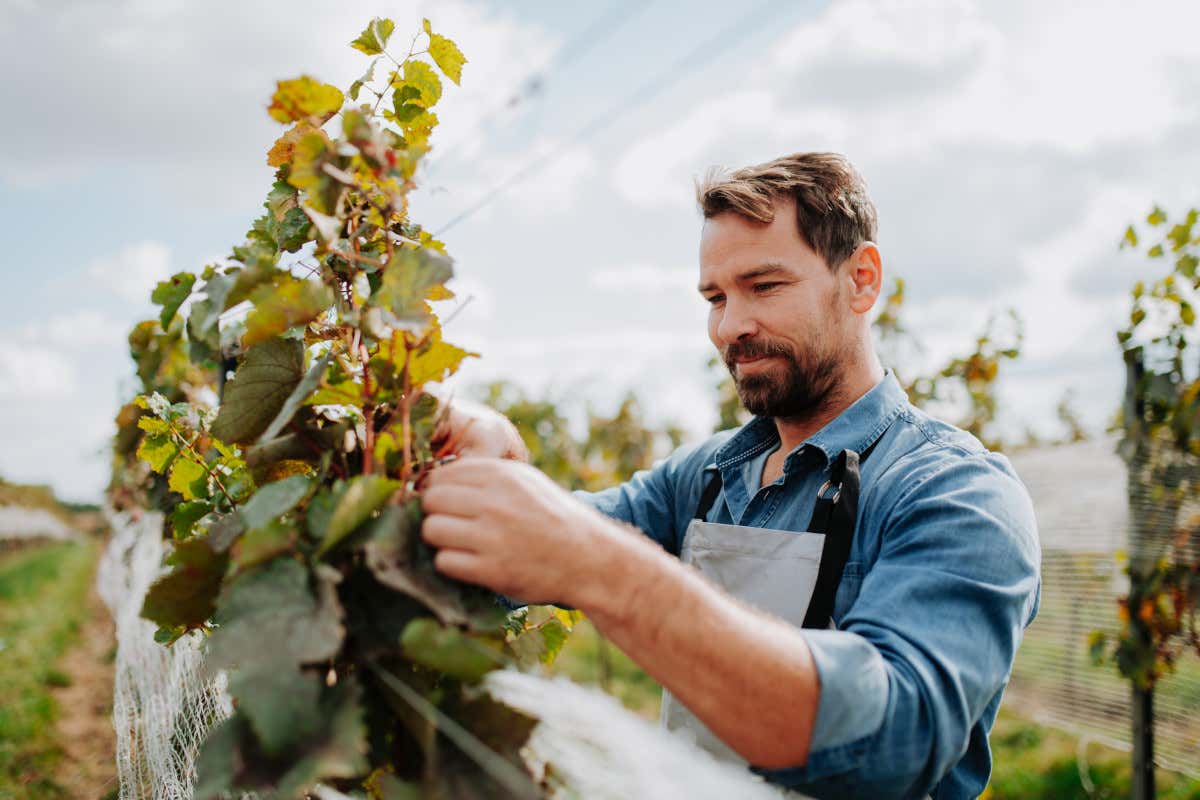 Vino e greenwashing: il 53% dei claim è considerato ingannevole