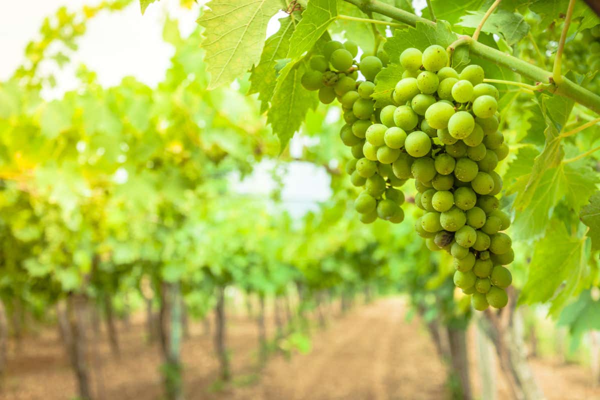 Gli acini sferici verdi della Falanghina
