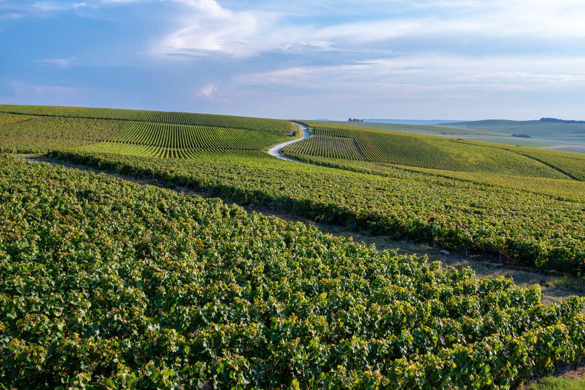 Distese ordinate di Pinot Noir sull’altopiano boscoso tra Reims ed Épernay, cuore storico della produzione di Champagne