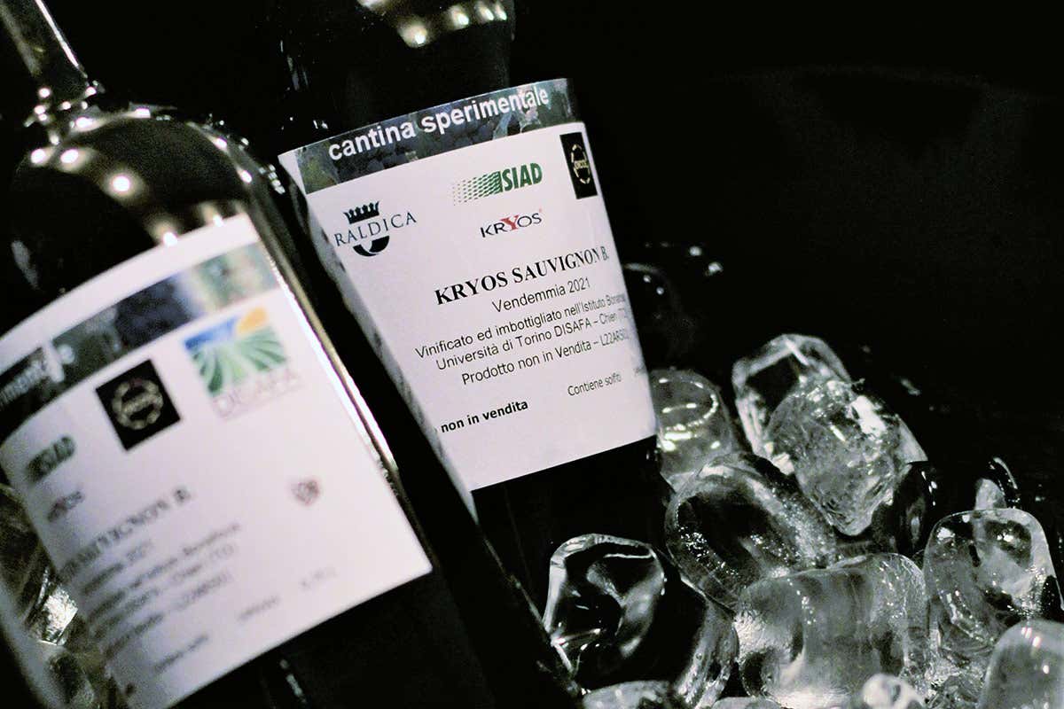 Criomacerazione e CO2, un binomio vincente per la qualità del vino