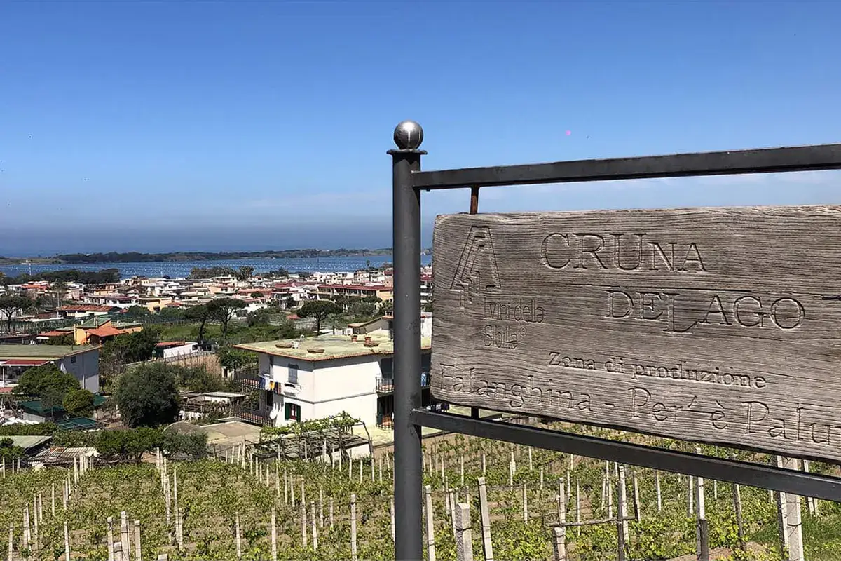 I Campi Flegrei rinascono con il vino