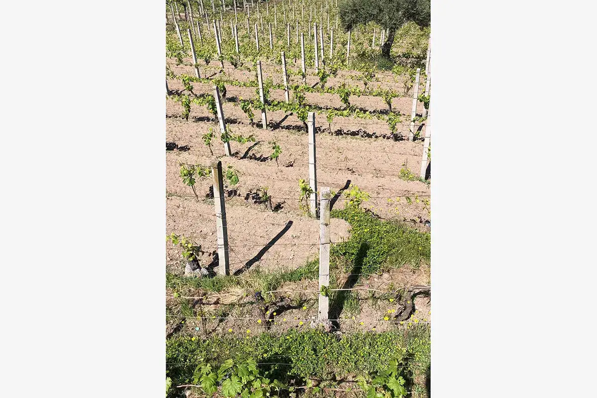 I Campi Flegrei rinascono con il vino