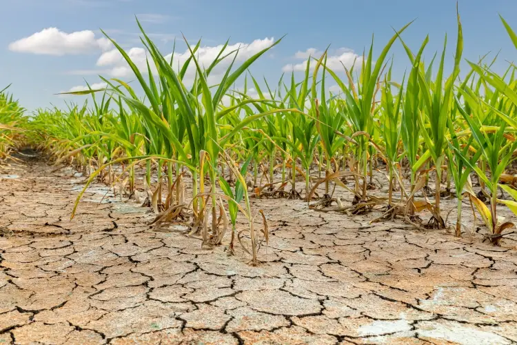 Firmati decreti a sostegno aziende agricole colpite dalla siccit&agrave;
