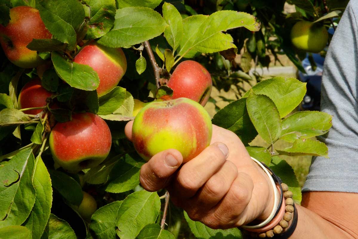 La materia prima del sidro: le mele L'Oltrepò riscopre il sidro grazie all'Azienda agricola Valle della Frutta