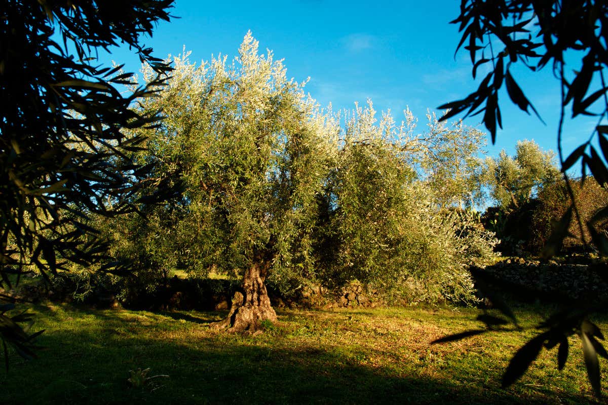 Gli ulivi di Vincenzo Signorelli Gli oli dell'Etna di Vincenzo Signorelli erano un hobby adesso sono storia