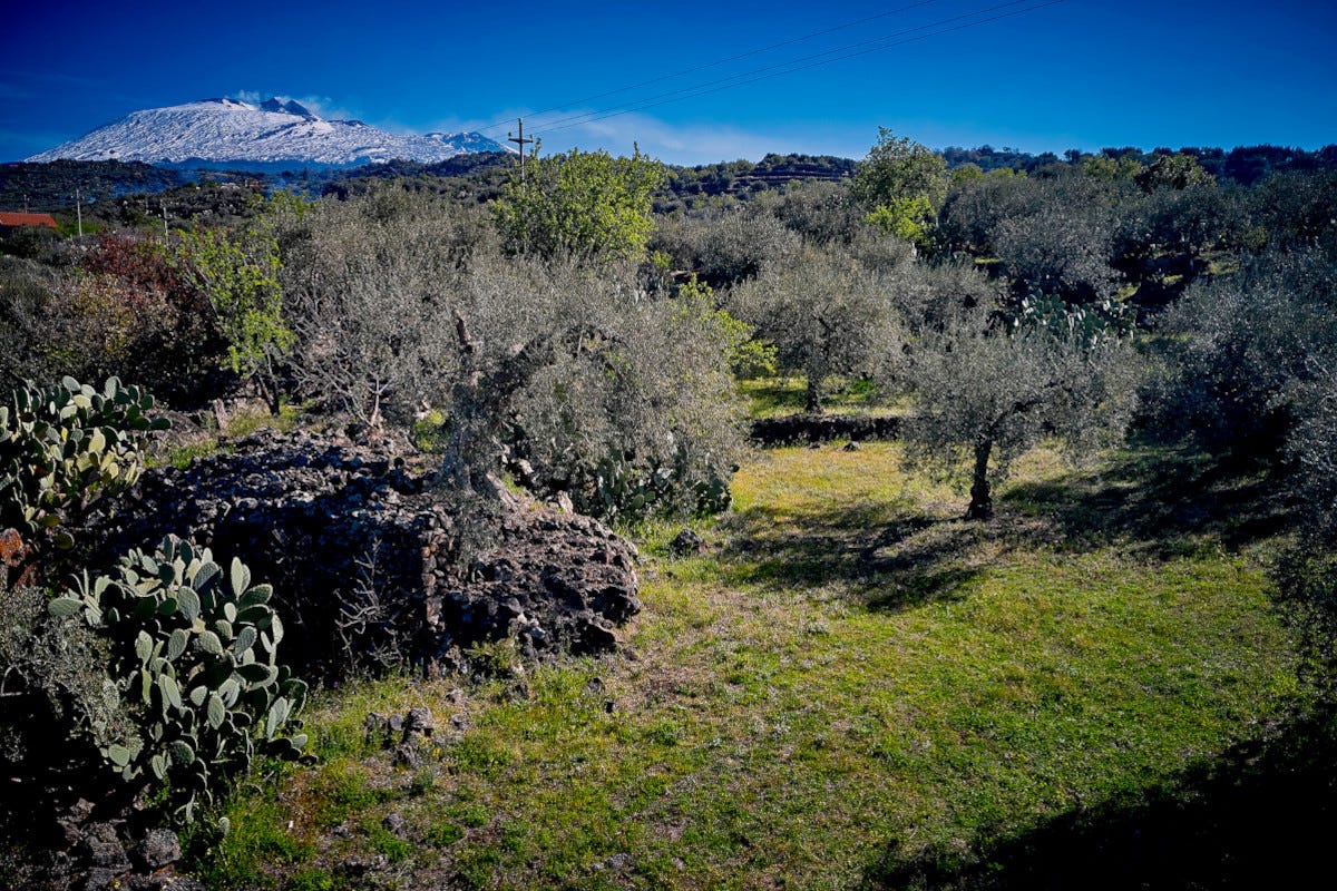 Gli oliveti del territorio dell'Etna Gli oli dell'Etna di Vincenzo Signorelli erano un hobby adesso sono storia
