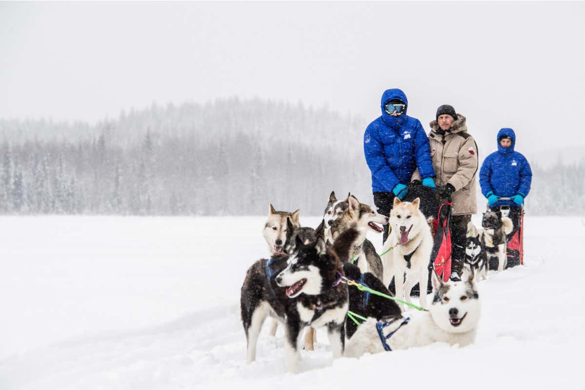 In slitta con gli husky  The Wood Hotel benessere assoluto nella Lapponia svedese