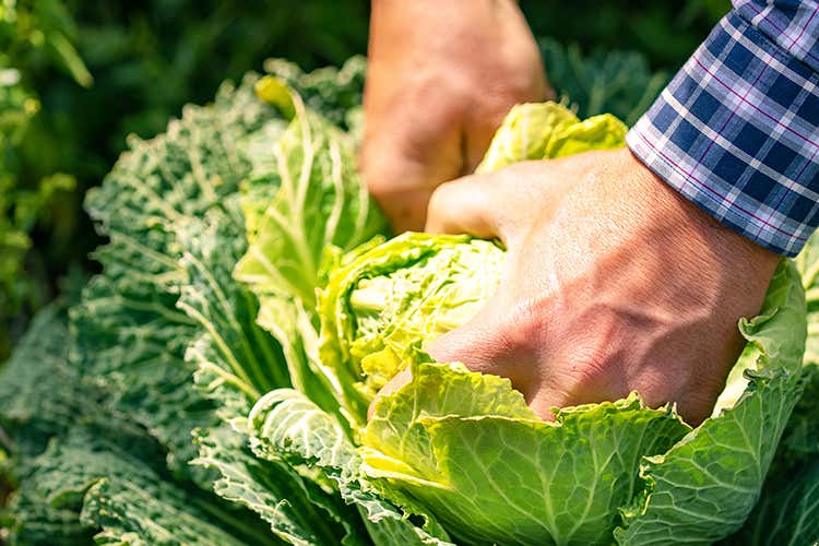 Diverse le esperienze Airbnb curate da Slow Food Rifugio glam o casa sull'albero? Dove dormire nei parchi naturali