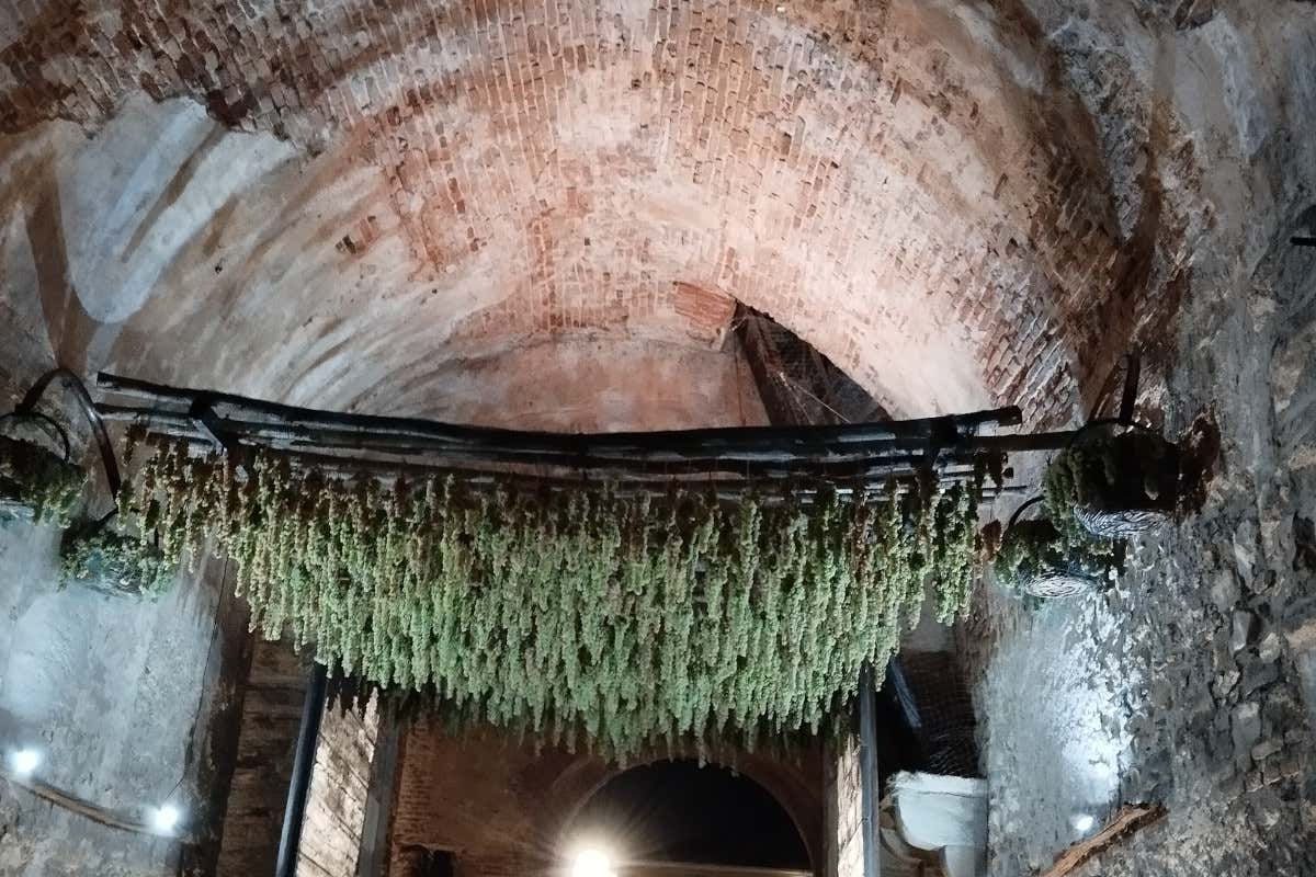 Suavia, una produzione d'eccellenza tra le colline del Soave