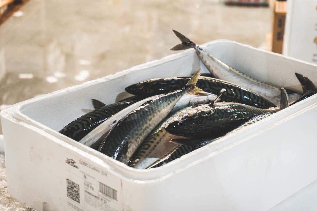 Il Mercato Ittico di Milano è uno snodo fondamentale nella filiera del pescato fresco