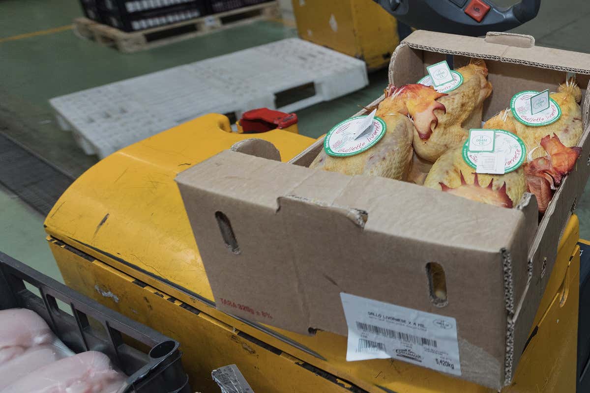 Nel Mercato Carni e Gastronomia arrivano ogni giorno prodotti da filiera controllata