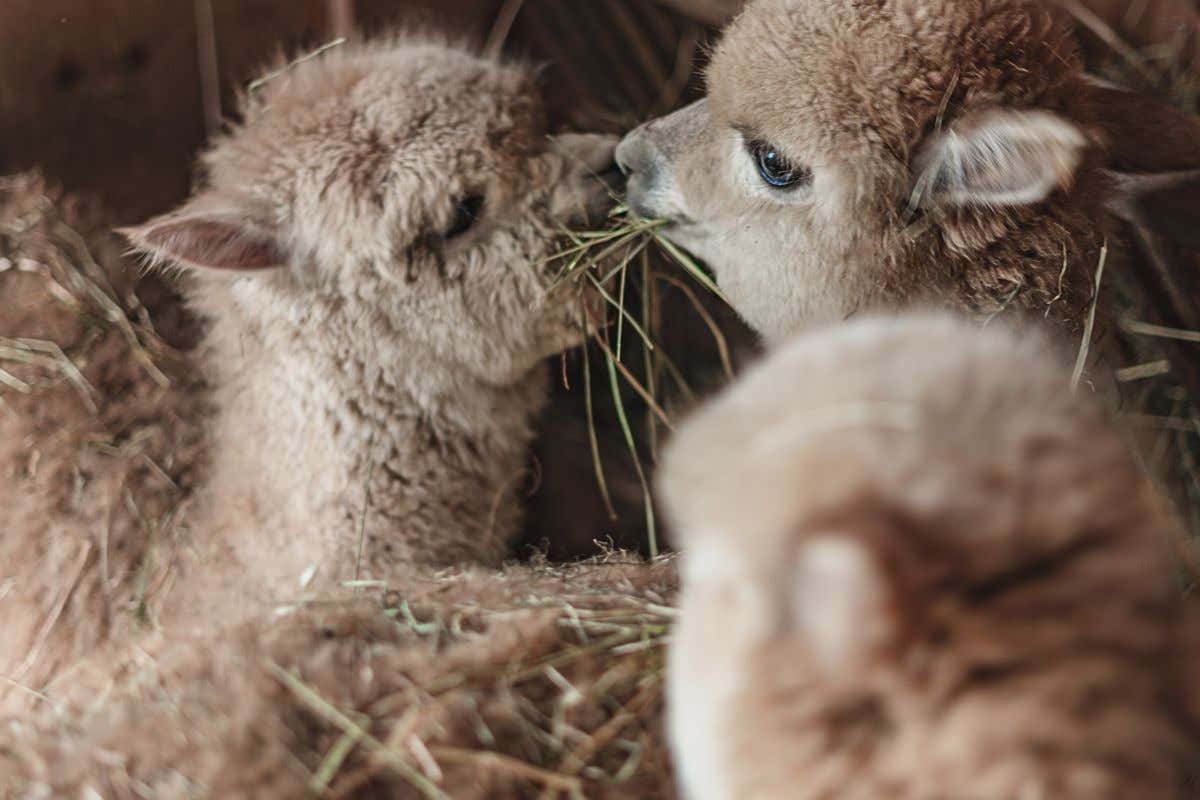 Capodanno in montagna? 5 hotel in Alto Adige per San Silvestro