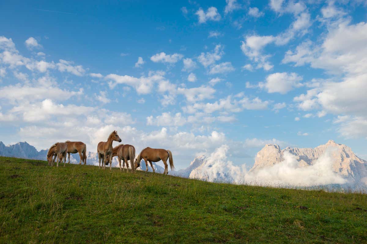 Natura e panorama ai Cadini (foto Nicola Bombassei) Panorami e sapori delle Tre Cime tra malghe rifugi e bivacchi