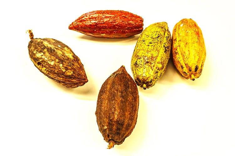 Nelle gelaterie debutta il sorbetto al frutto del cacao Nuovo gelato dal gusto esotico: arriva il sorbetto al frutto del cacao