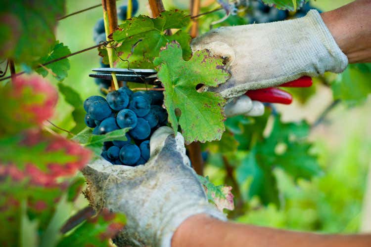 (Sostenibilità e qualità I due grandi obiettivi dei vignaioli italiani) (Sostenibilità e qualità I due grandi obiettivi dei vignaioli italiani)