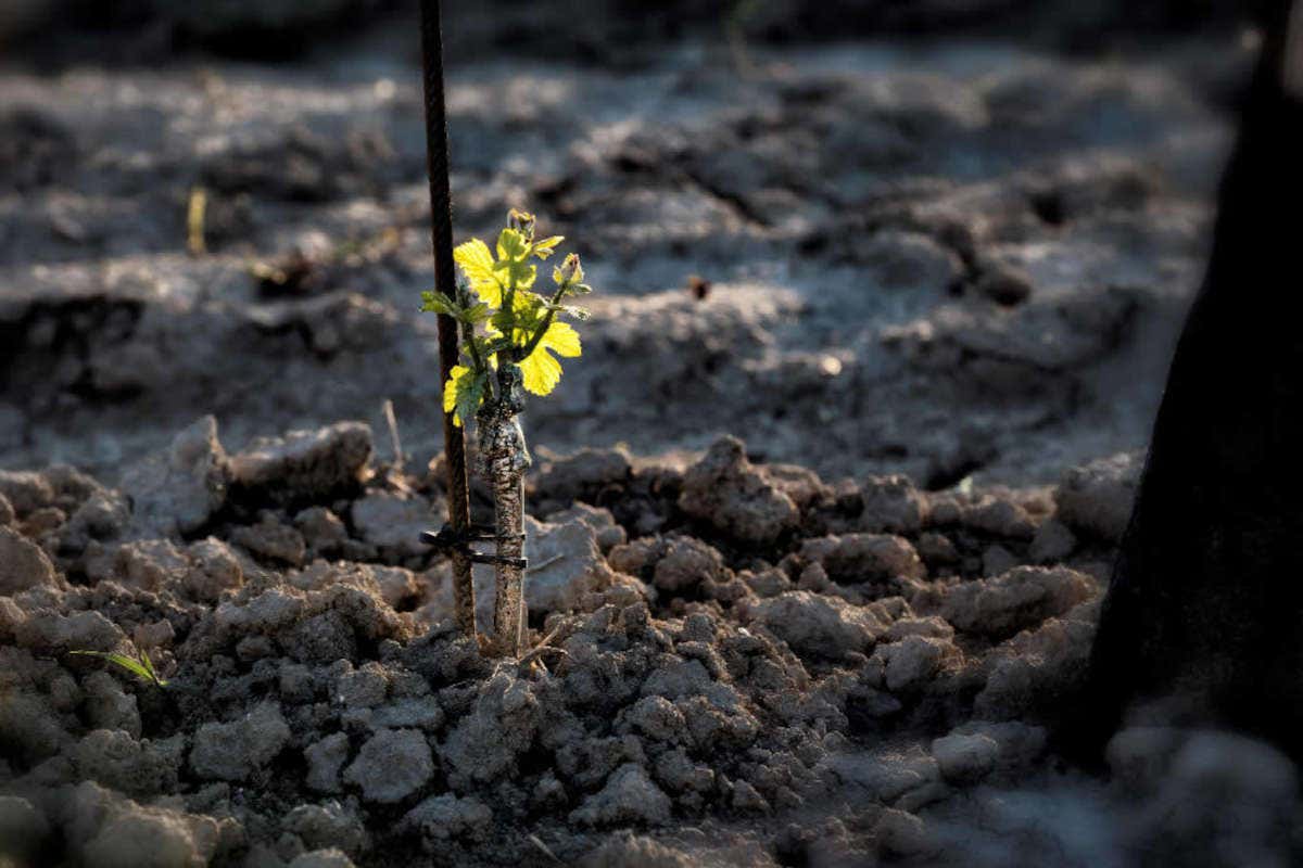 Torresella: il nuovo pack dei vini ispirato alla laguna di Venezia