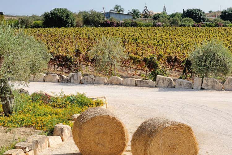 (Spaccaforno 2010 di Riofavara Un Nero d’Avola dalla doppia personalità) (Spaccaforno 2010 di Riofavara Un Nero d’Avola dalla doppia personalità)