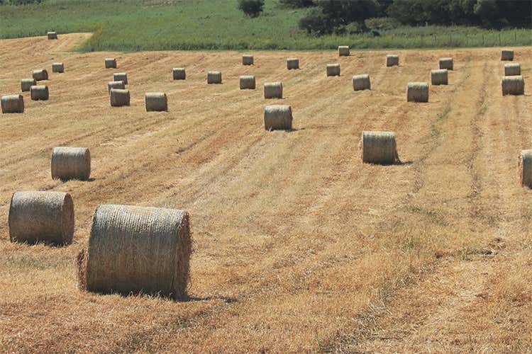 Si specula anche sulla fame 30 miliardi di dollari di grano in fumo Si specula anche sulla fame 30 miliardi di dollari di grano in fumo
