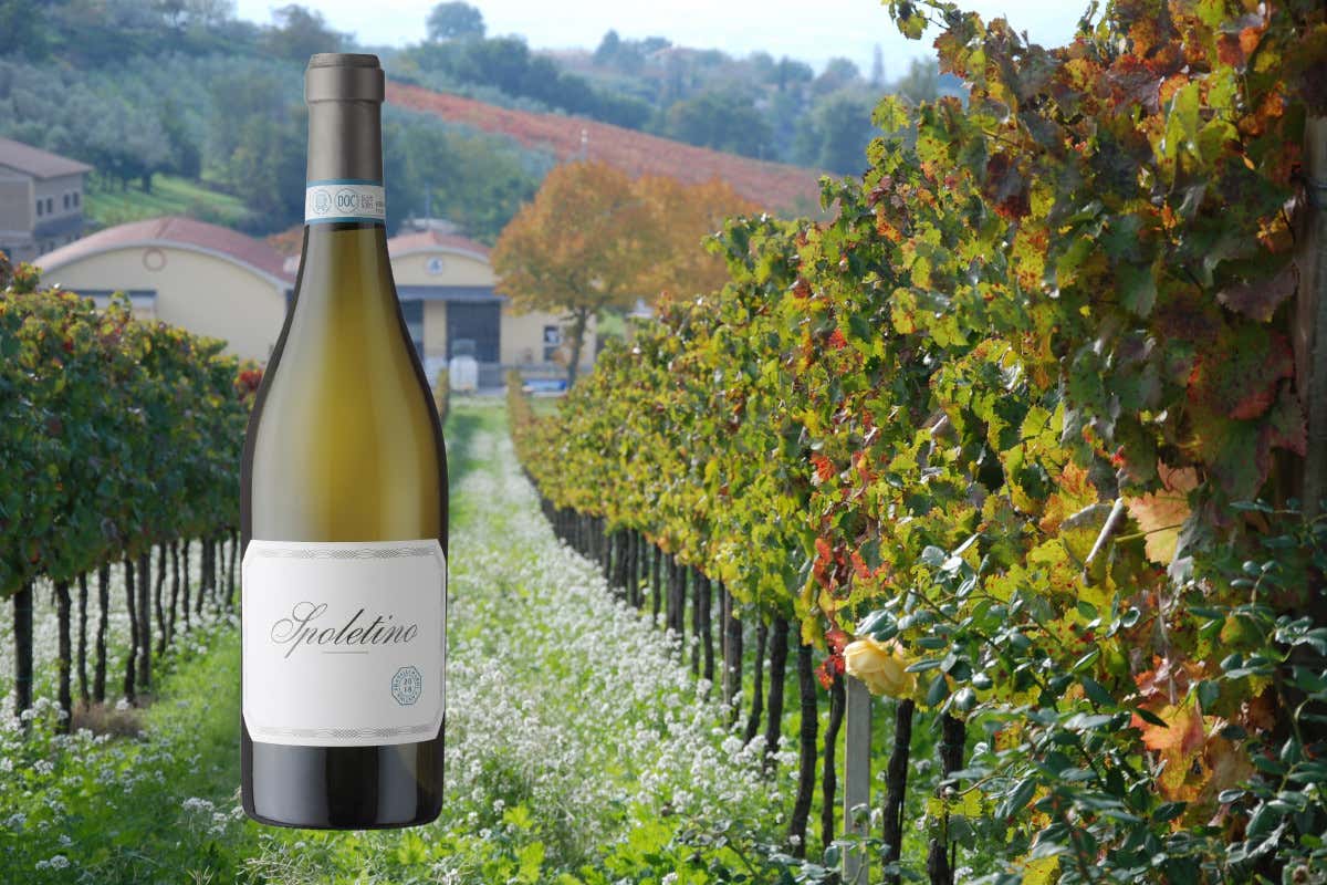 Montefalco oltre il rosso: il racconto del Trebbiano Spoletino dei Fratelli Pardi