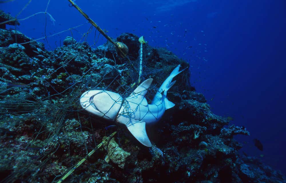 Pesca degli squali, i numeri in preoccupante crescita Appello del Wwf per la protezioni degli squali dalla pesca incontrollata