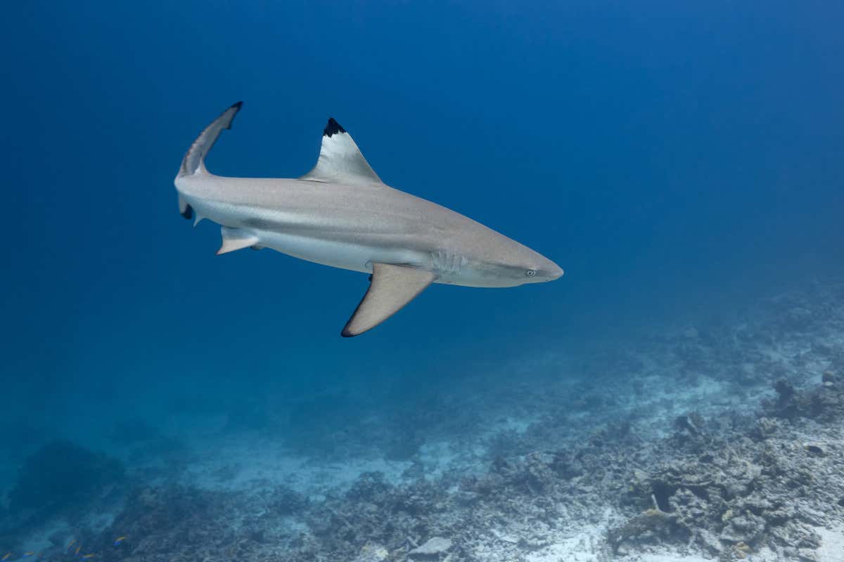 Uno squalo innocuo, un articolo allarmistico e un danno alla Sardegna
