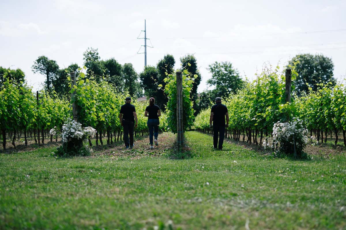 Stanjbech, quel vigneto e quei vini... Serenissimi