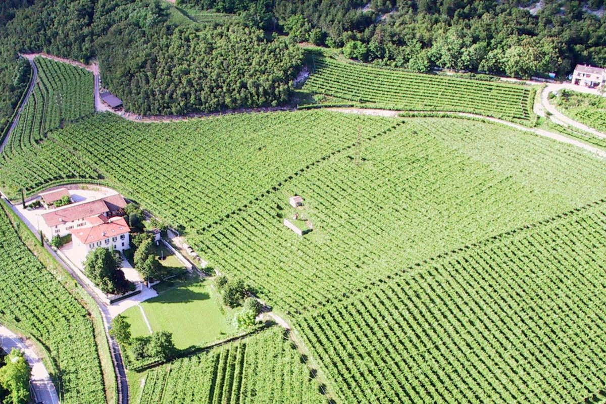 Prosit con il nuovo M&uuml;ller Thurgau di Maso Martis