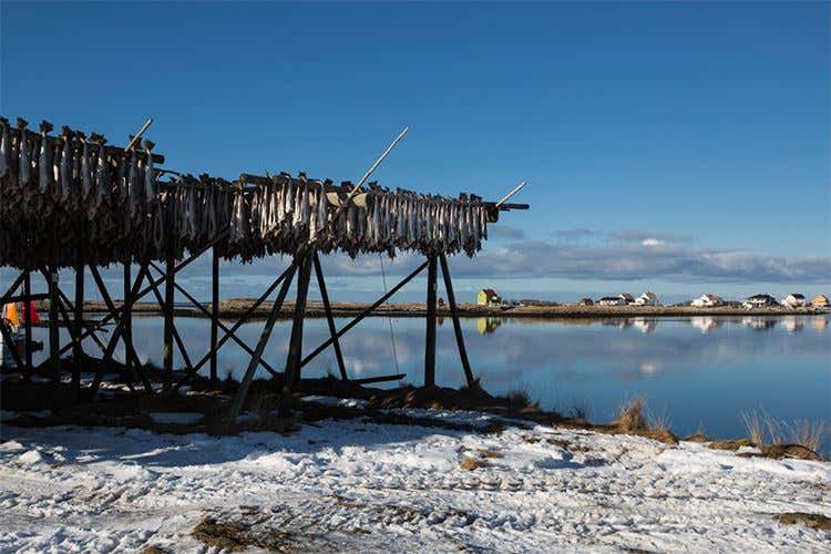 Stoccafisso Lofoten Igp Un bollino che &egrave; una garanzia