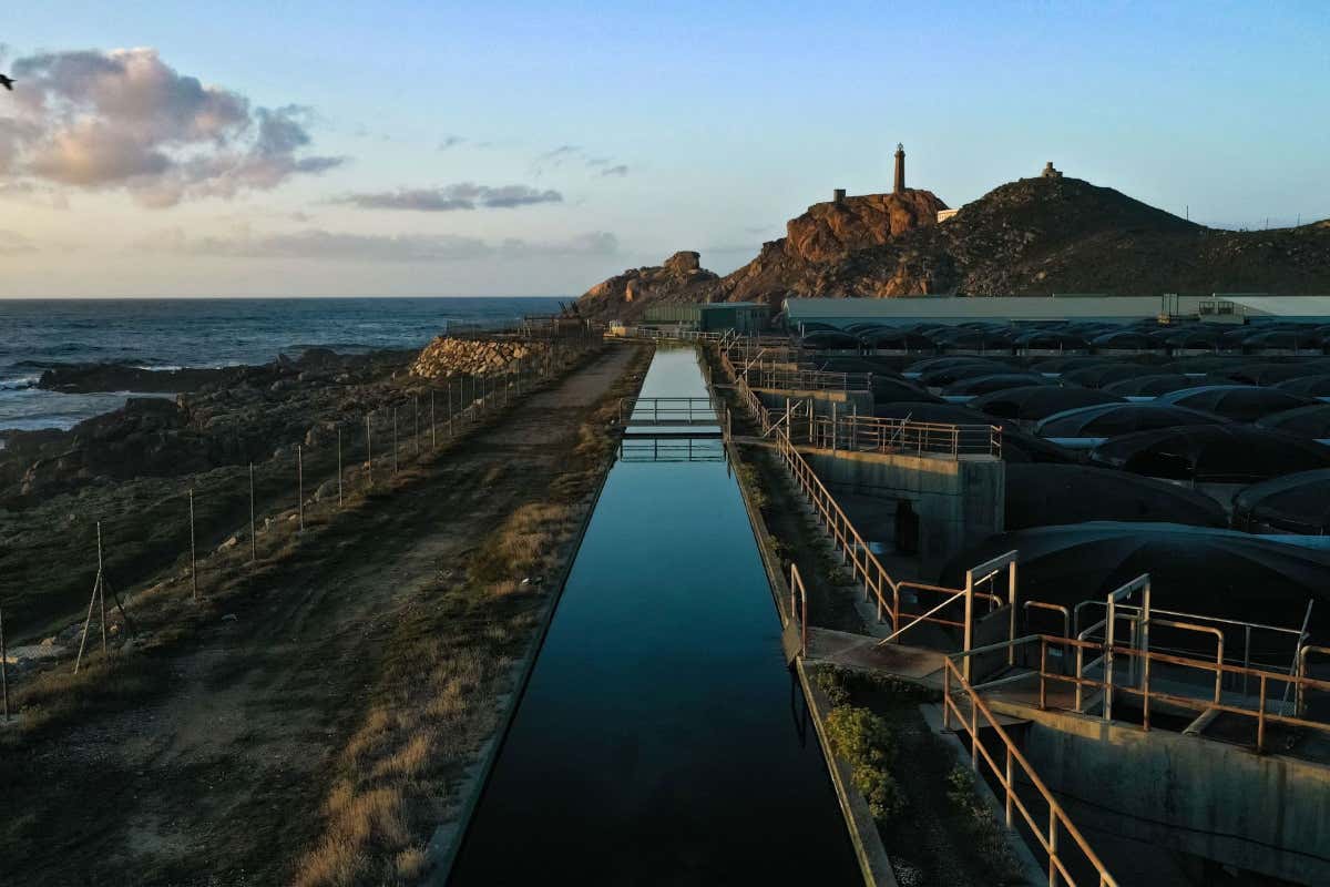 Neptura, il nuovo riferimento per rombo e sogliola nell&rsquo;alta ristorazione