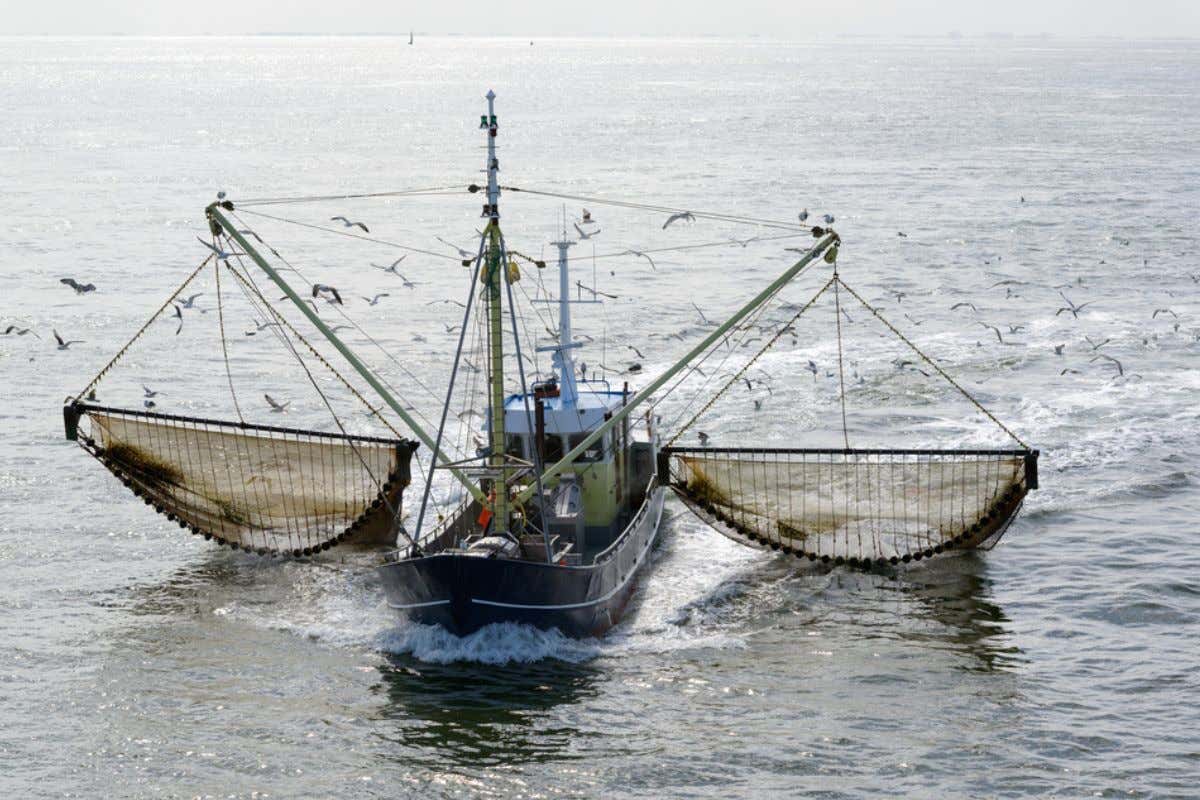 Blocco pesca nell'Adriatico dal 29 luglio. Le date precise e le zone interessate